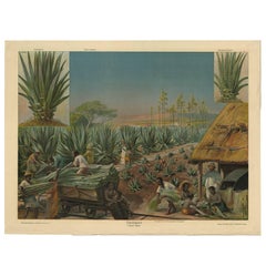 Grabado antiguo, Placa de escuela de un campo de producción de agaves sisal por F.E. Wachsmuth