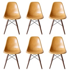Set of Six Eames Ochre Dark Dsw Herman Miller, Usa Dining Chairs