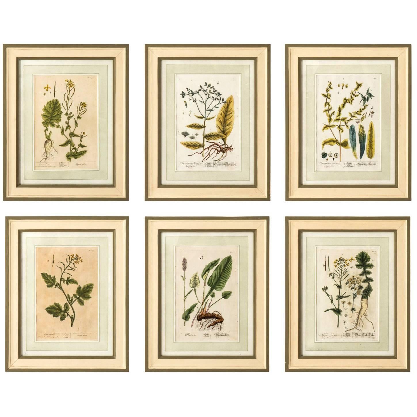 Set of Six Copper Plate Engravings of Herbs by N.F. Eisenberger Nuremberg For Sale