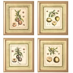 Set of Four Martinet Fruit Engravings