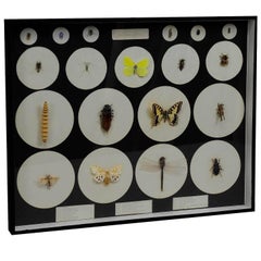 School Teaching Display Forms of Insects, circa 1960