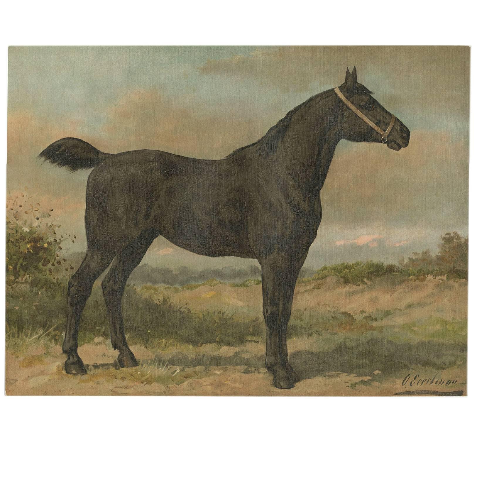 Antiker antiker Druck des irischen Pferdes von O. Eerelman (1898)