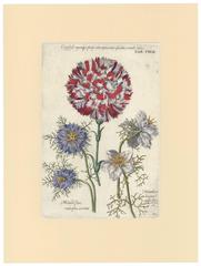 Bocas de dragón y clavel de Michael Bernhard Valentini, 1719