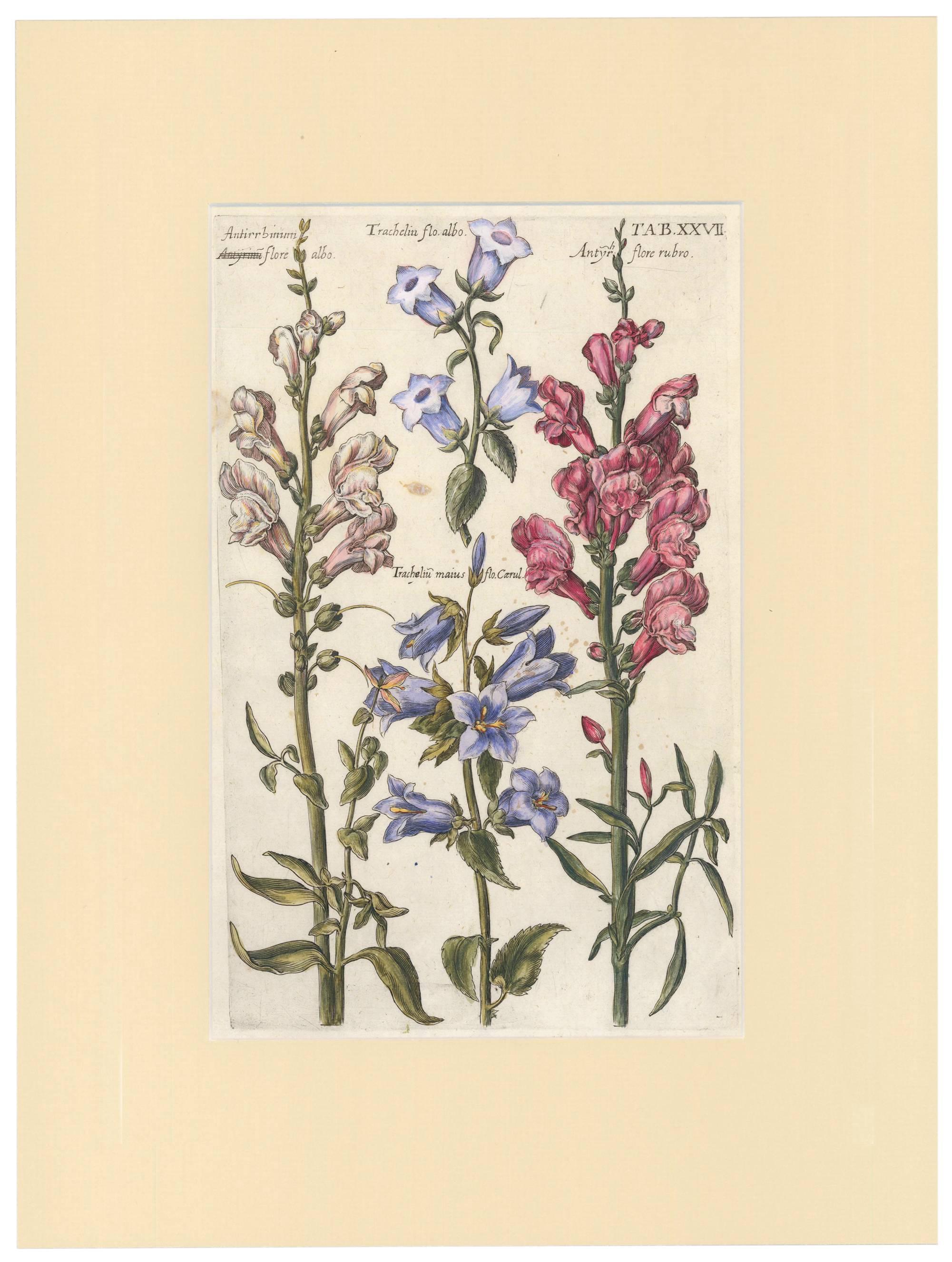 Snapdragons and Carnation de Michael Bernhard Valentini, 1719 en vente 2
