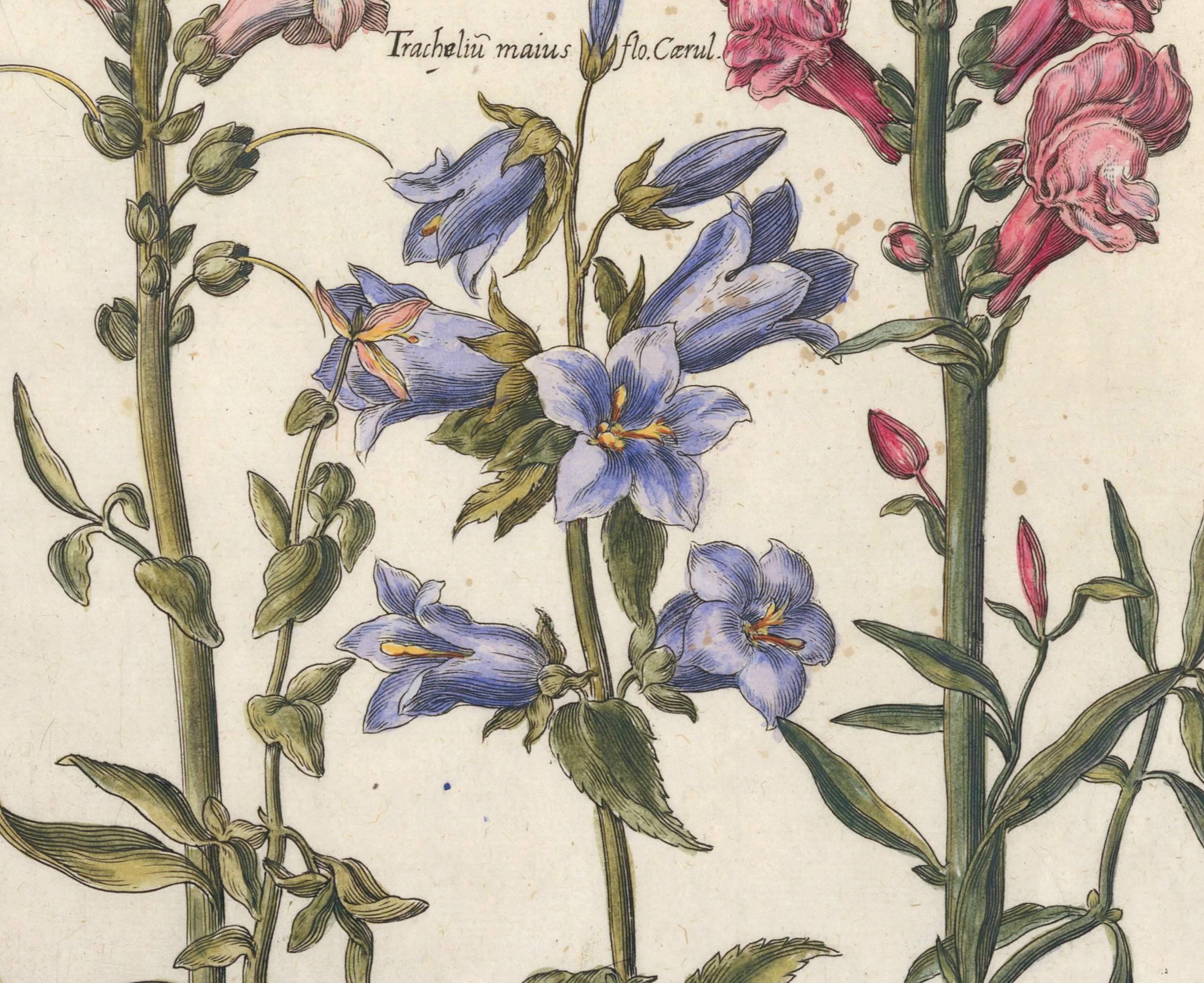 Snapdragons and Carnation by Michael Bernhard Valentini, 1719 For Sale 1