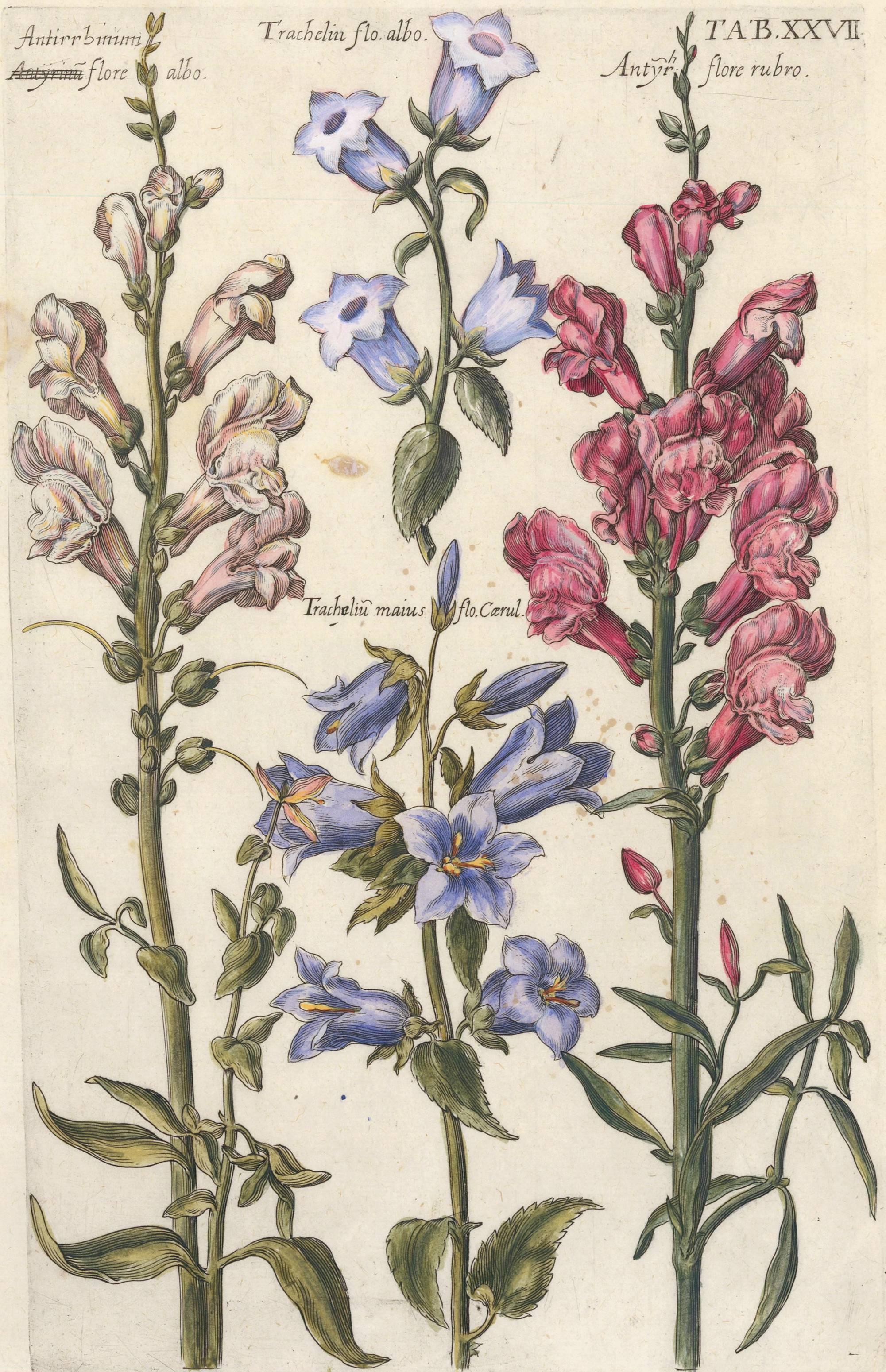Snapdragons and Carnation by Michael Bernhard Valentini, 1719 For Sale 4