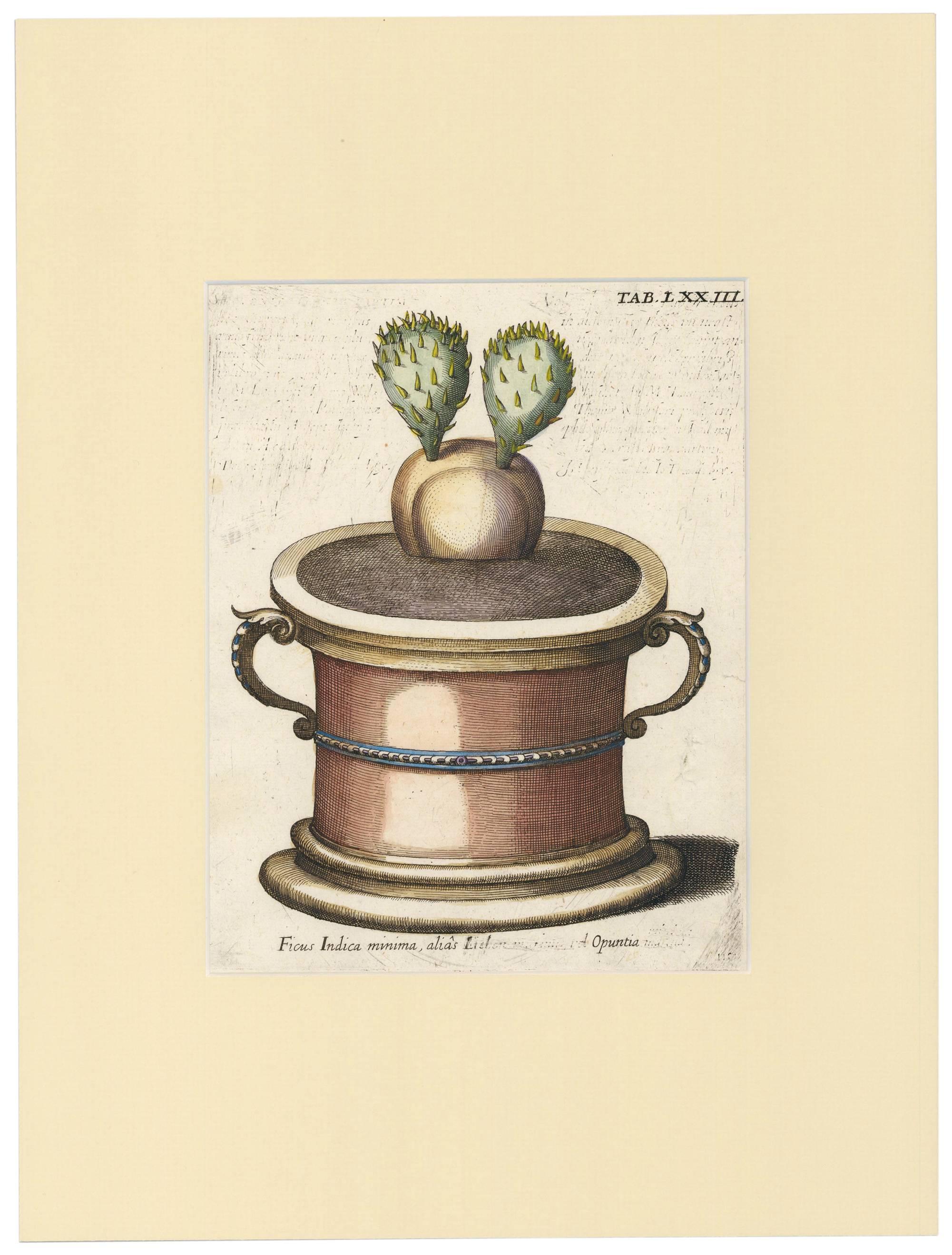 Original engraving with later hand-coloring from Viridarium Reformatum Seu Regnum Vegetabile... by Michael Bernhard Valentini. 
Tab. LXXIII.
Frankfurt, Heinscheidt, 1719.
Displayed in an archival mat. Image size of each is approximately 7
