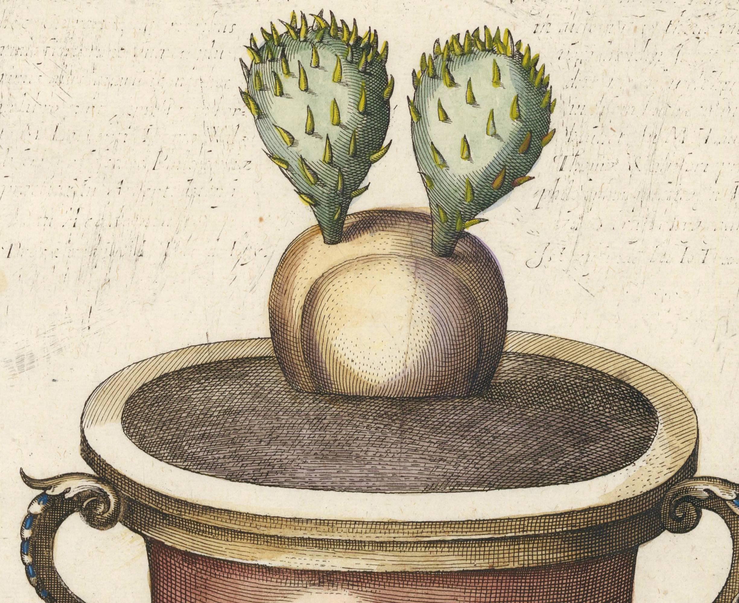 Prickly Pear Cactus by Michael Bernhard Valentini, 1719 For Sale 1