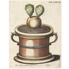 Prickly Pear Cactus by Michael Bernhard Valentini, 1719