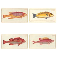 Set of Four Hand-Colored Fish Prints by Bloch, 1797