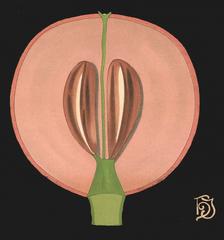 German Grape and Wine Teaching Chart, circa 1902