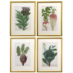 Set of Four Vegetable Prints by Johann Weinmann