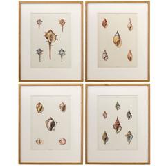 Set of Four Prints of Shells from Perry's Conchology