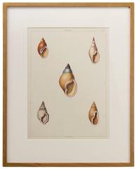 Set of Four Prints of Shells from Perry's Conchology