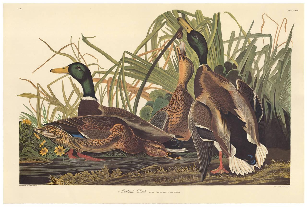Mallard Duck von John James Audubon, Amsterdamer Ausgabe im Angebot 1