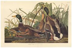 Mallard Duck after John James Audubon, Amsterdam Edition