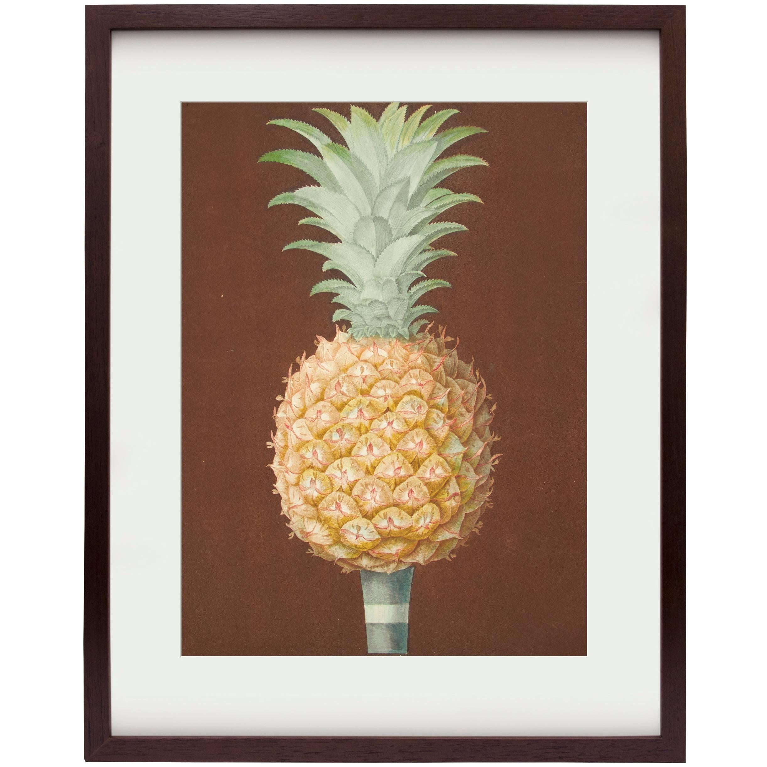 Jagged Leaf Black Antigua Pineapple from Pomona Britannica by George Brookshaw - Print by george brookshaw