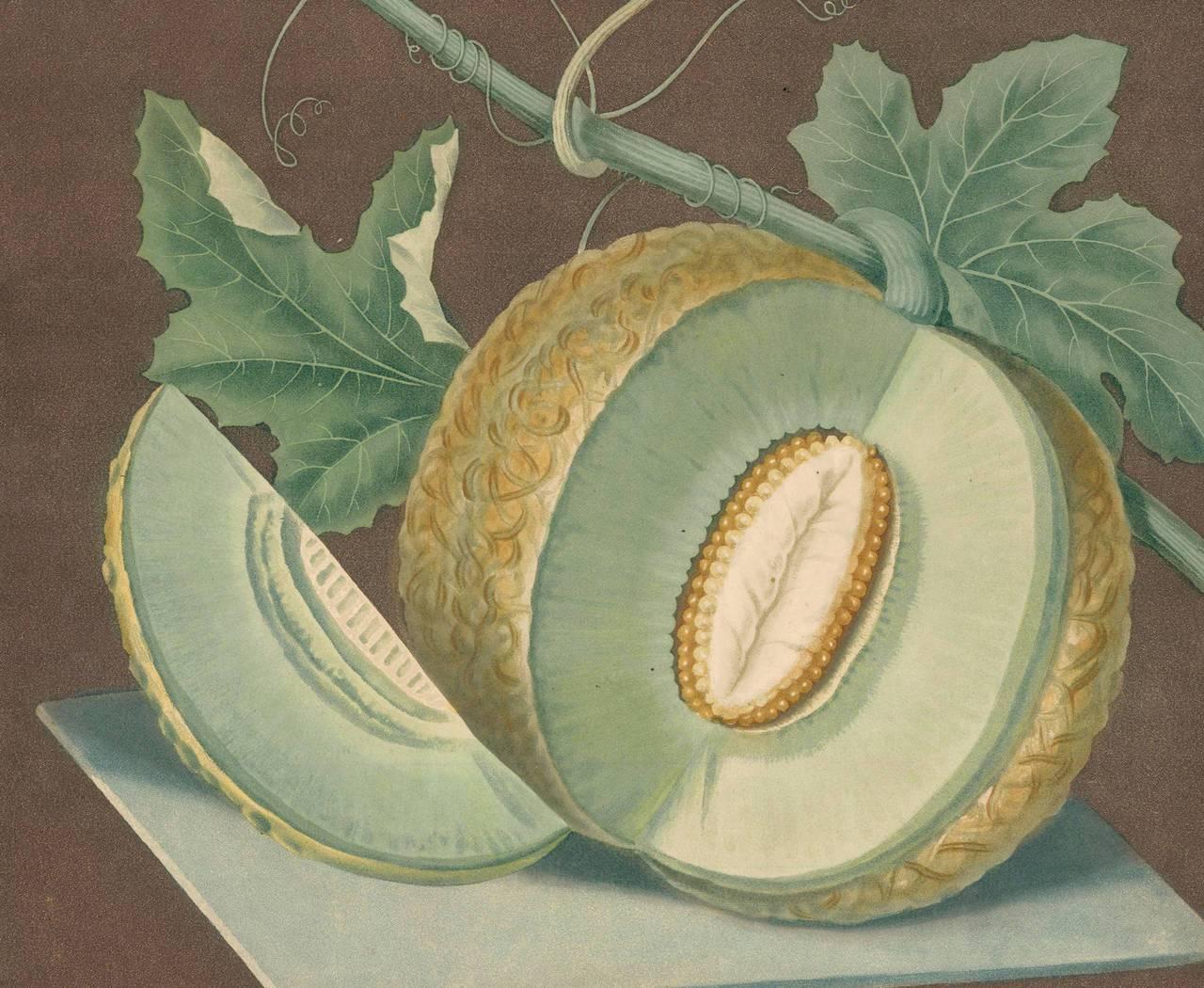 Tafel LXIX [Grünes Fleisch oder Candia-Melone] aus Pomona Britannica; oder, Eine Sammlung der meistgeschätzten Früchte... mit den Blüten und Blättern... von  George Brookshaw. London, T. Bensley für den Autor, 1812. Original-Aquatinta mit