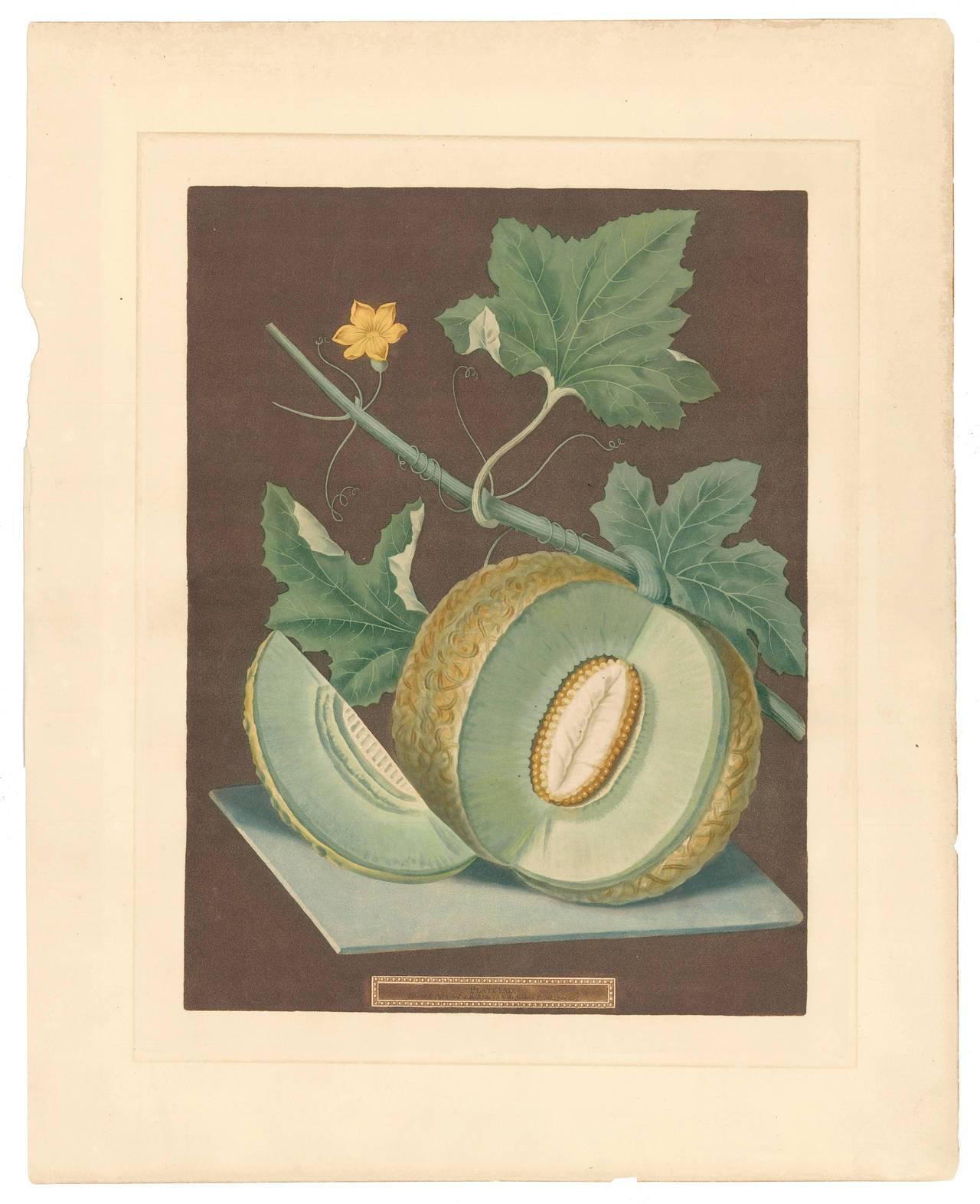 Grüner Flesh- oder Candia- Melon-Aquatinta von George Brookshaw im Angebot 2