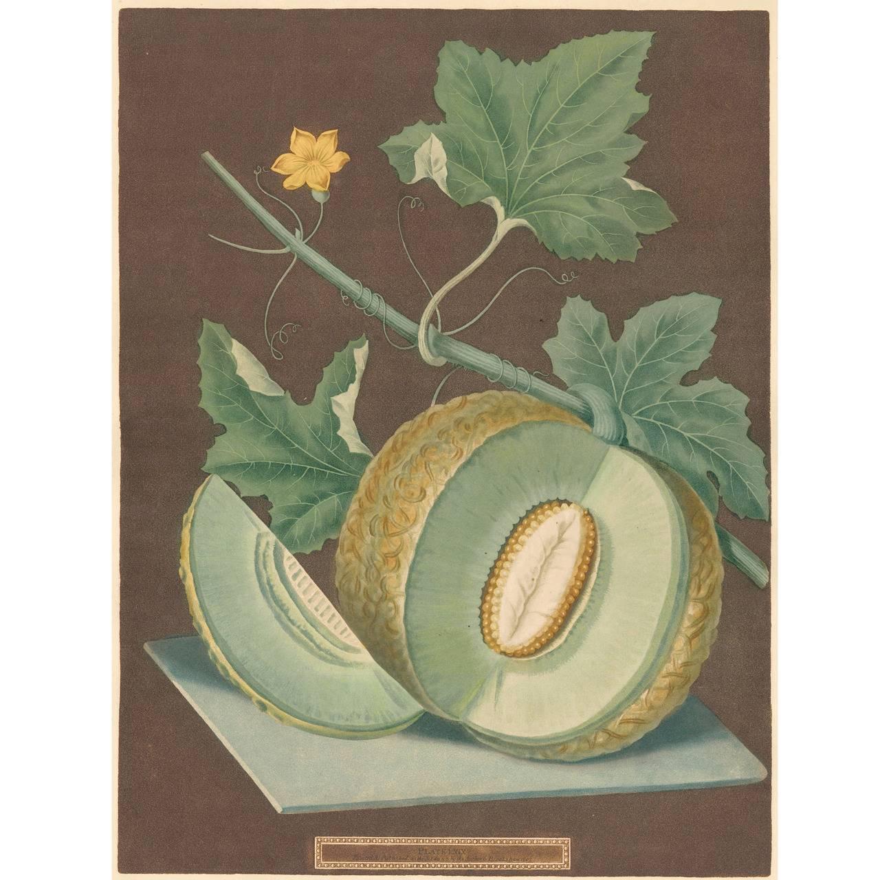 Green Flesh or Candia Melon Aquatint by George Brookshaw - Print by george brookshaw