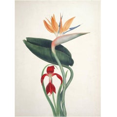 Watercolor of Bird of Paradise and Amaryllis by Augusta Withers