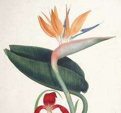 Aquarell von Paradiesvogel und Amaryllis von Augusta Withers