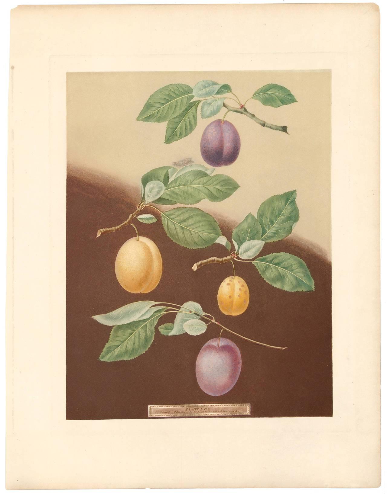 Plate XVIII Plums from 