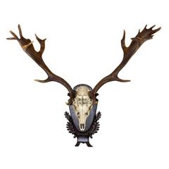 19th Century Fallow Deer from the Baron Von Schilling of Germany