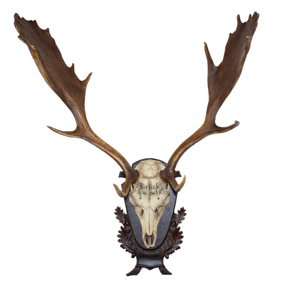 19th Century Fallow Deer from the Baron Von Schilling of Germany