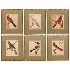 Set of Six Hand-Colored Bird Engravings