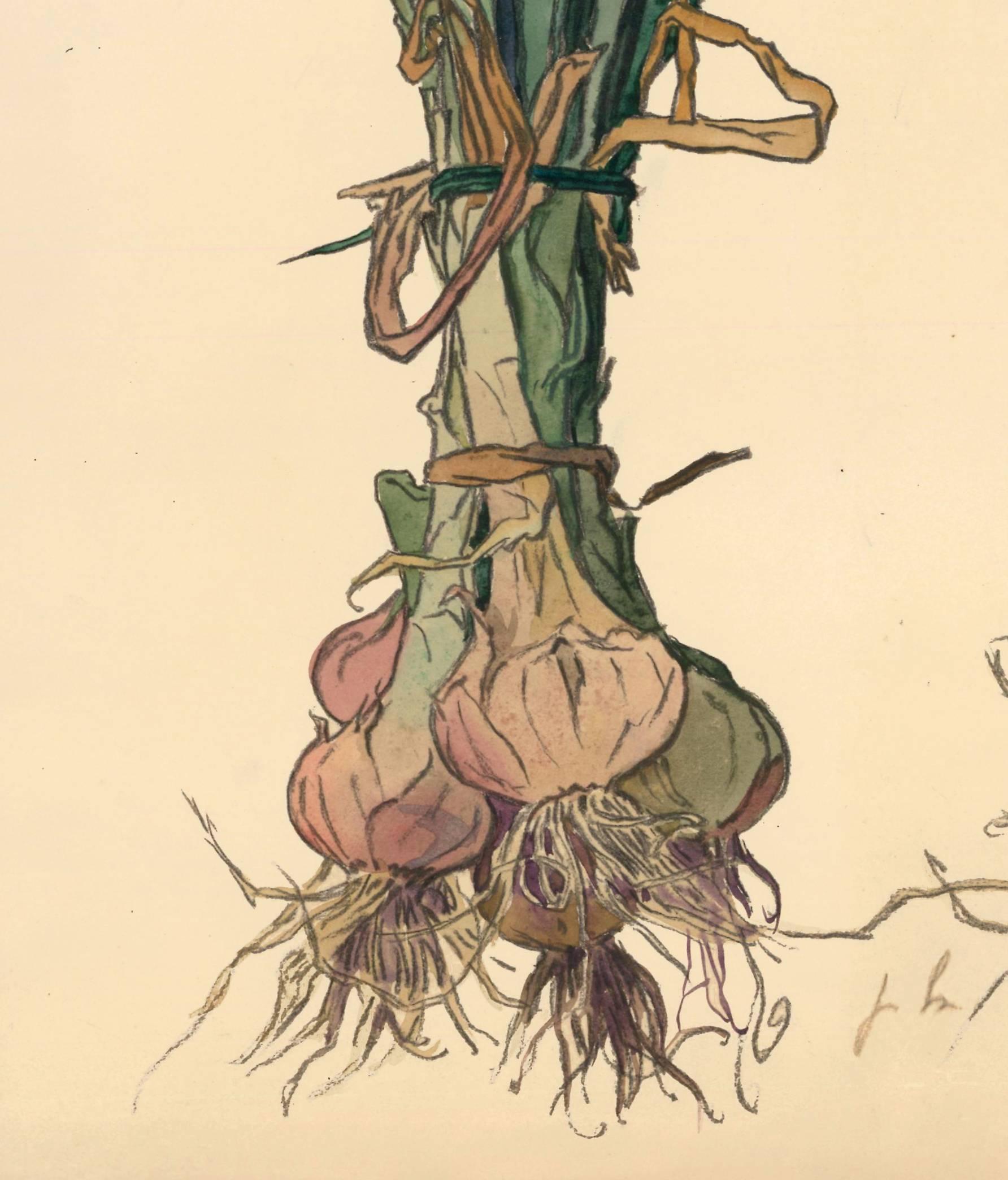 Onion Gouache by Joseph Hémard, circa 1925 1