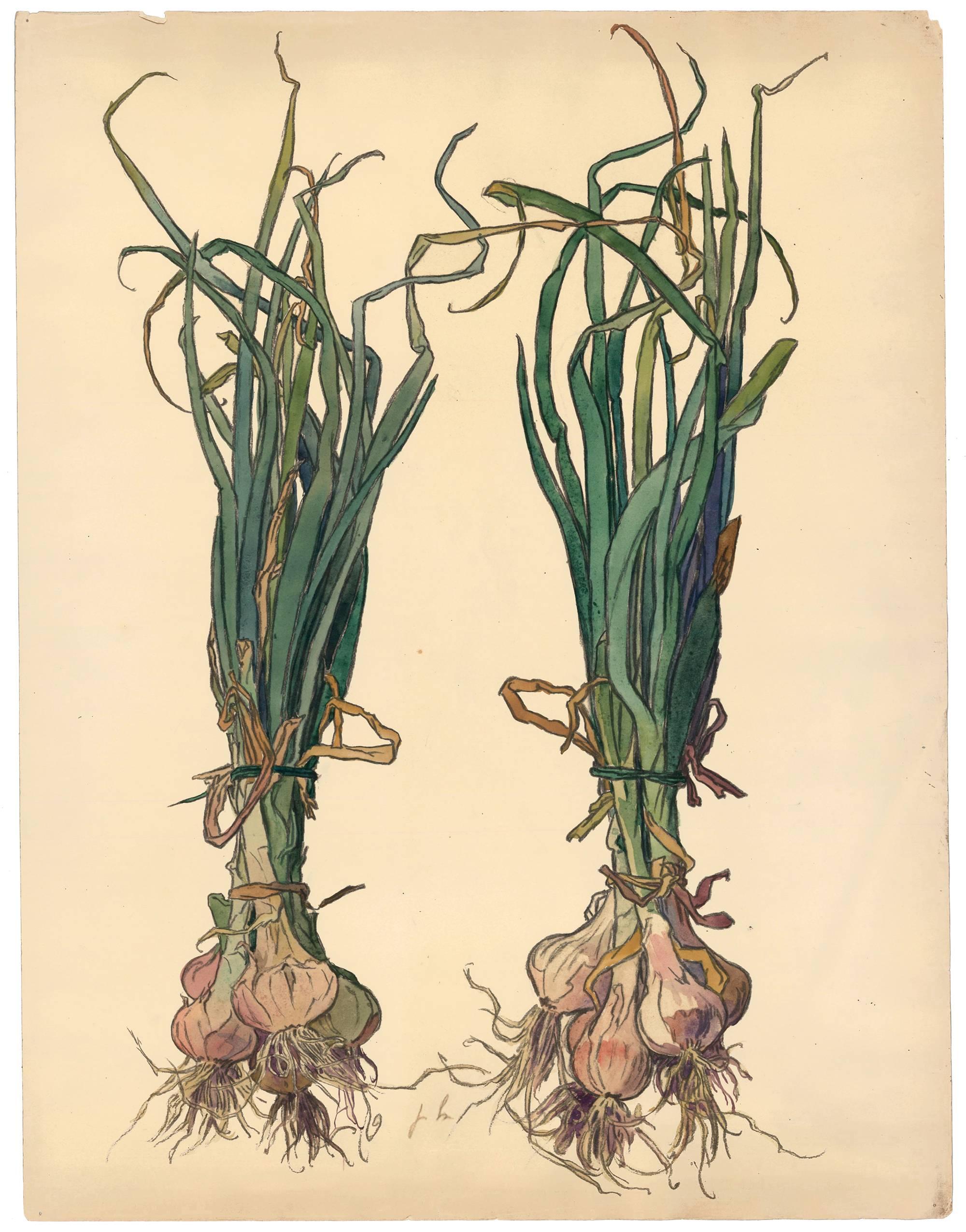Onion Gouache by Joseph Hémard, circa 1925 2