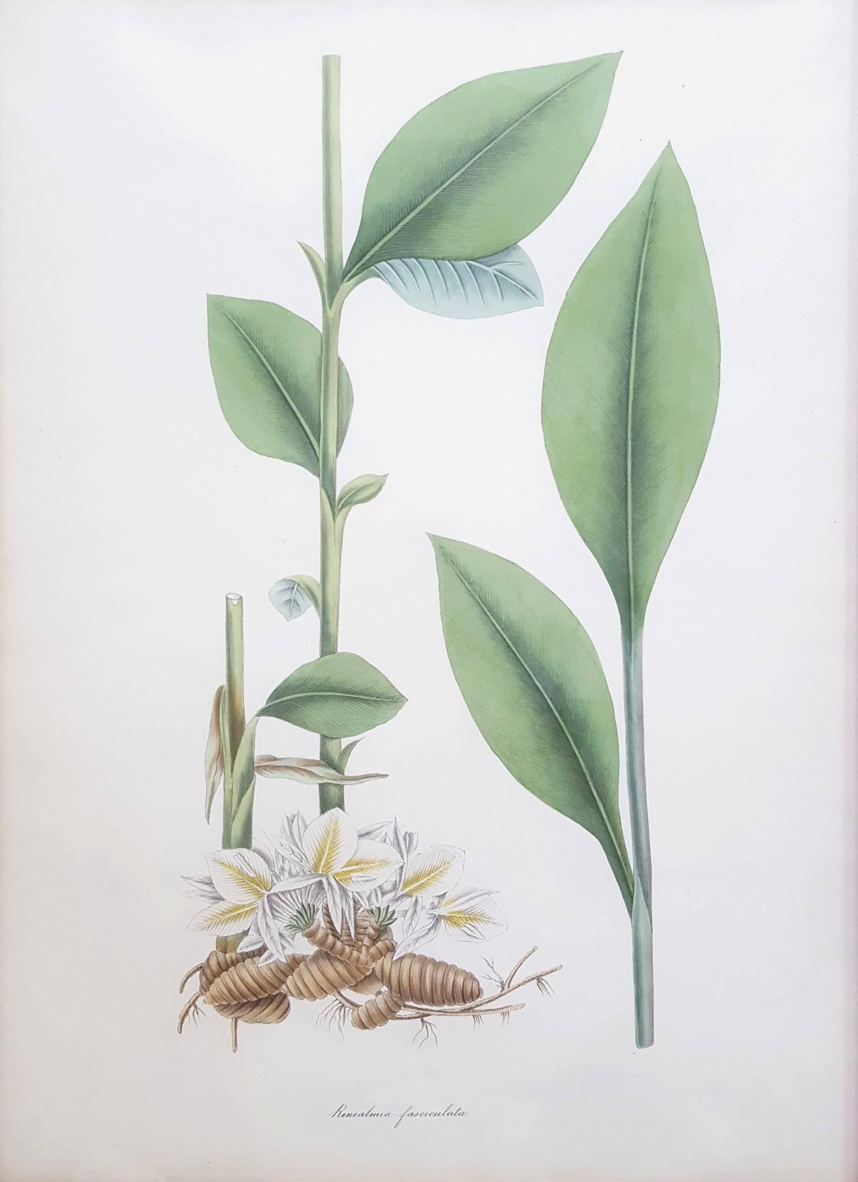 Ginger Lily - Print by William Roscoe