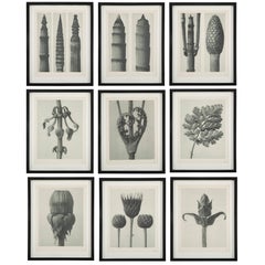 Botanical Photogravures by Karl Blossfeldt, Berlin 1928, Set of 12