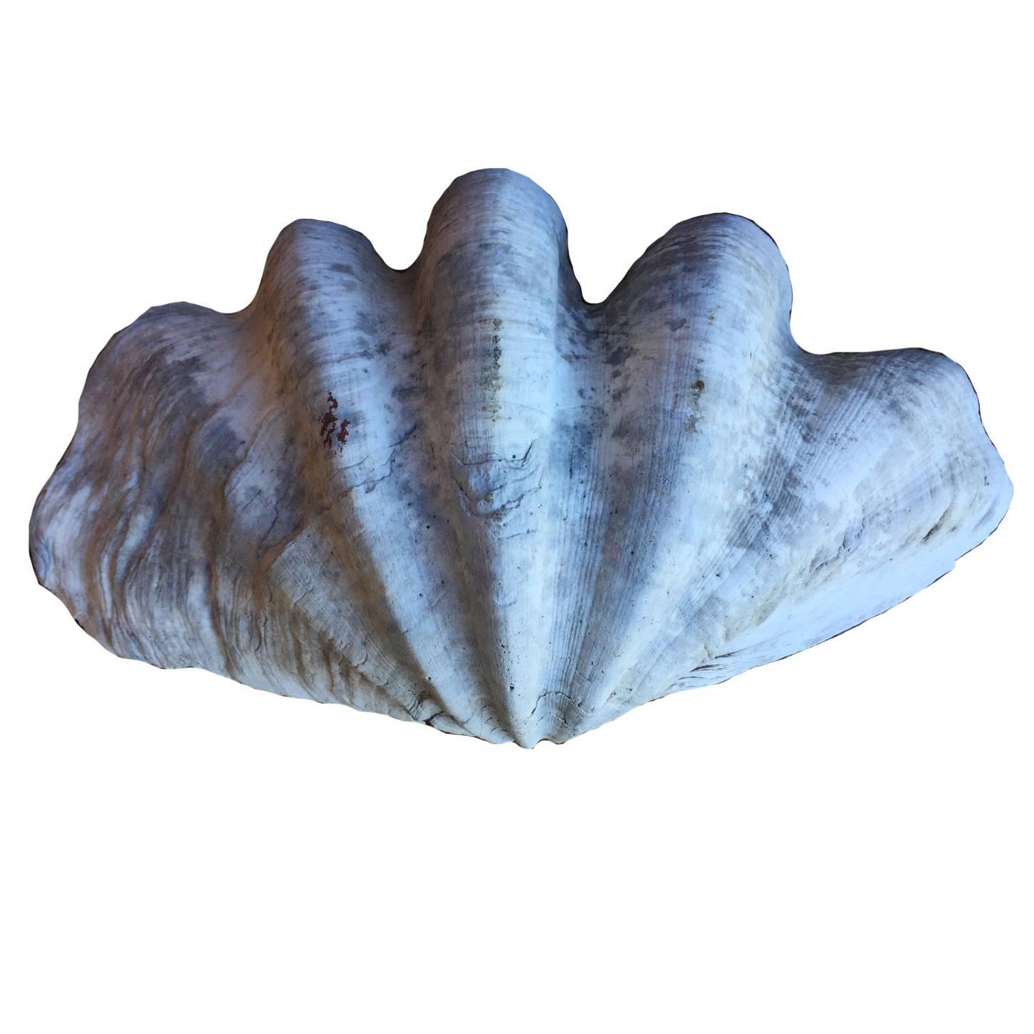 Clam Shell For Sale