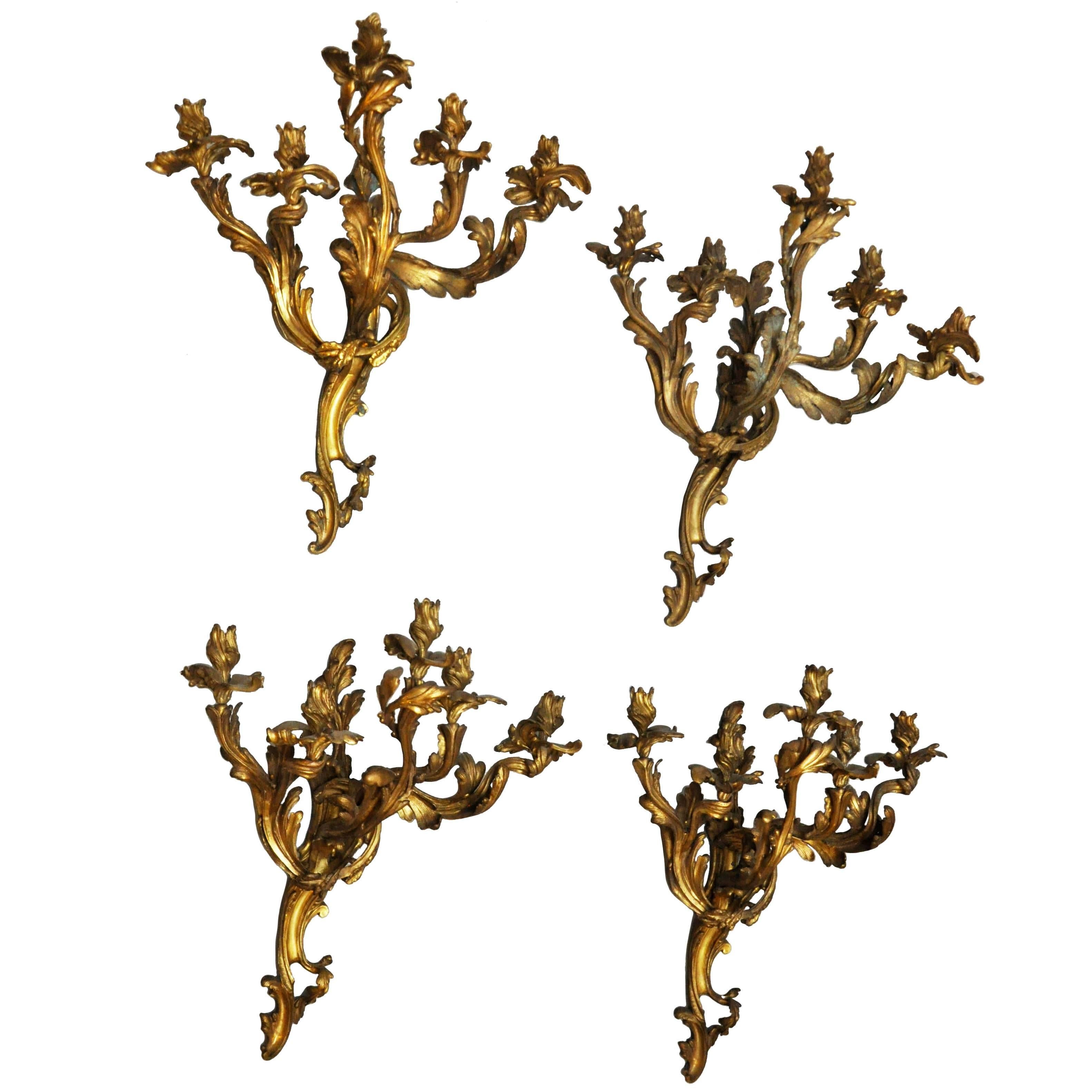 Rare and prominent set of four extra-large French Rococo five-light gilt bronze candelabra sconces, sculpted in the Louis XV design, scrolling acanthus leaves arms supporting flower petal candle cups. With the candles the sconces are 41