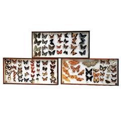 Set of Three Framed French Specimen Collection of Butterflies and Moths