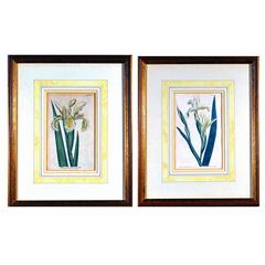 Antique William Curtis Botanical Engravings of Irises.