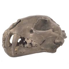 Leopard Skull in Acid Silver by Parts of Four