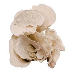 Large Cup Coral Specimen