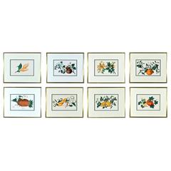 Chinese Watercolours of Exotic Fruit on Pith Paper 3