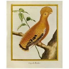 Coq de Roche or Guianan Cock of the Rock, circa 1786