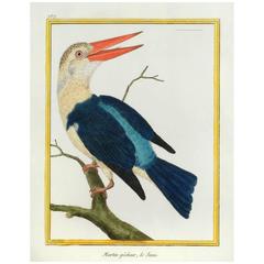 Martin-pêcheur, de Java or Stork-Billed Kingfisher, circa 1786
