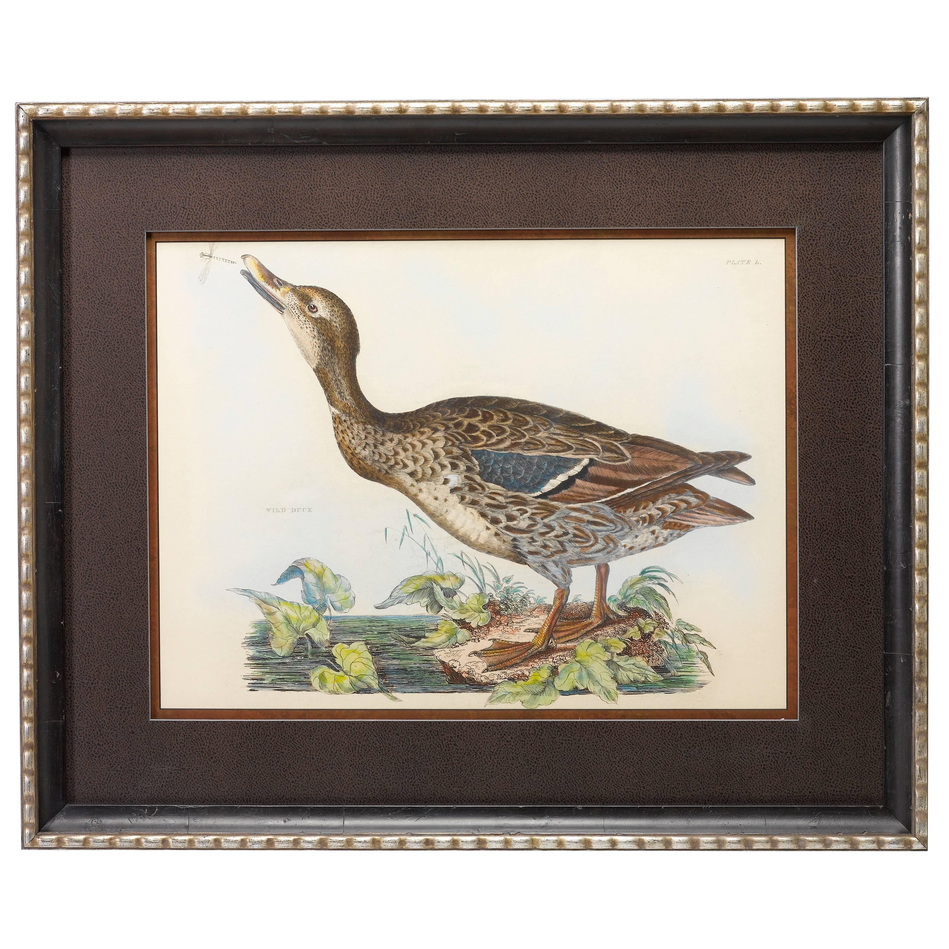 Wild Duck by Prideaux John Selby, Antique Hand-Colored Engraving, c. 1821-1834