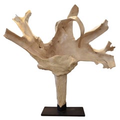 Andrianna Shamaris, superbe sculpture de racines en bois de teck blanchi