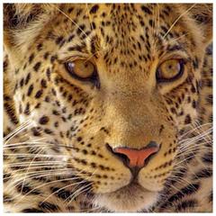 Magnificent Leopard Portrait Photograph 7