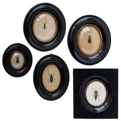 Five Little 19th Century Victorian Frames with Entomological Beetle Prints