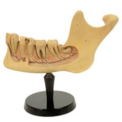 Didactic Model of a Mandible 1