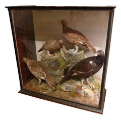 Victorian Game Birds in Case