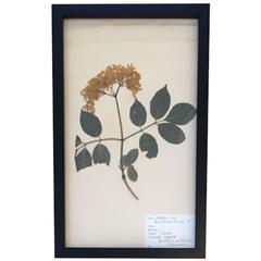 Herbiary in Black Shadow Box Frames